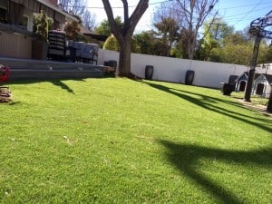 A fan favorite, Southwestern Sod is a great, all-around choice! 
