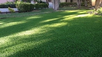 Arizona Platinum – Olive