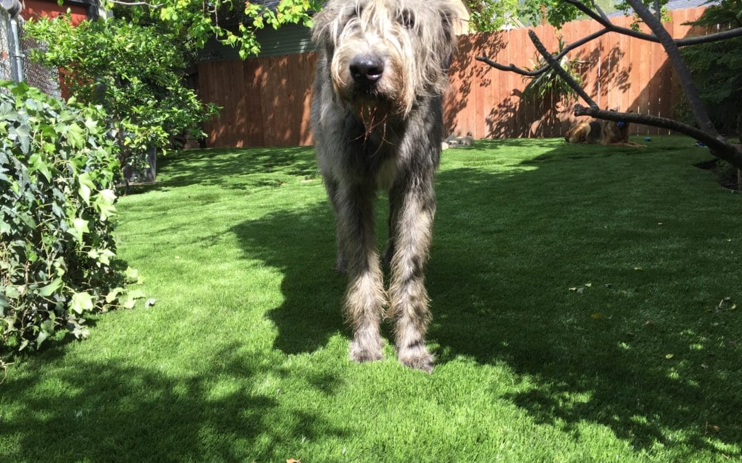 How to Choose Artificial Grass for Pets