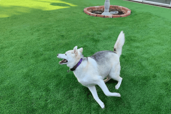 Artificial Grass Maintenance for dogs 